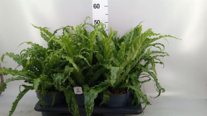 <h4>Asplenium antiquum 'Osaka'</h4>