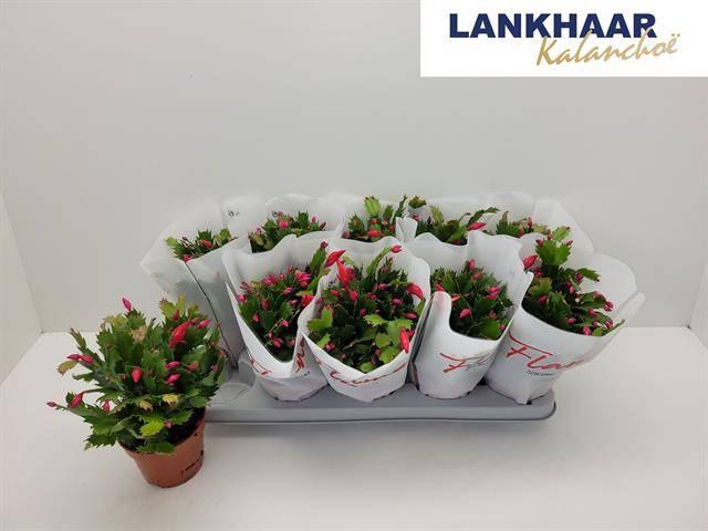 <h4>SCHLUMB FLAME RED</h4>