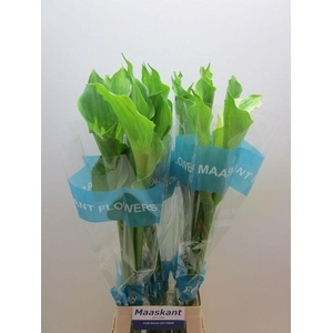 Zantedeschia ae green goddess