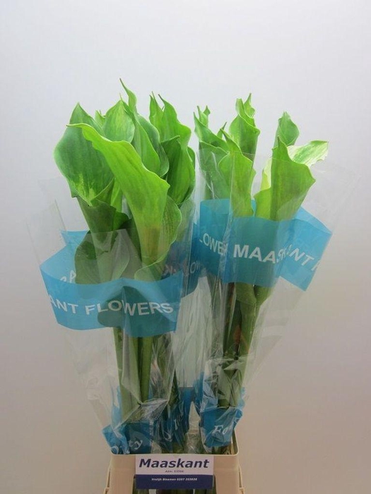 <h4>Zantedeschia ae green goddess</h4>