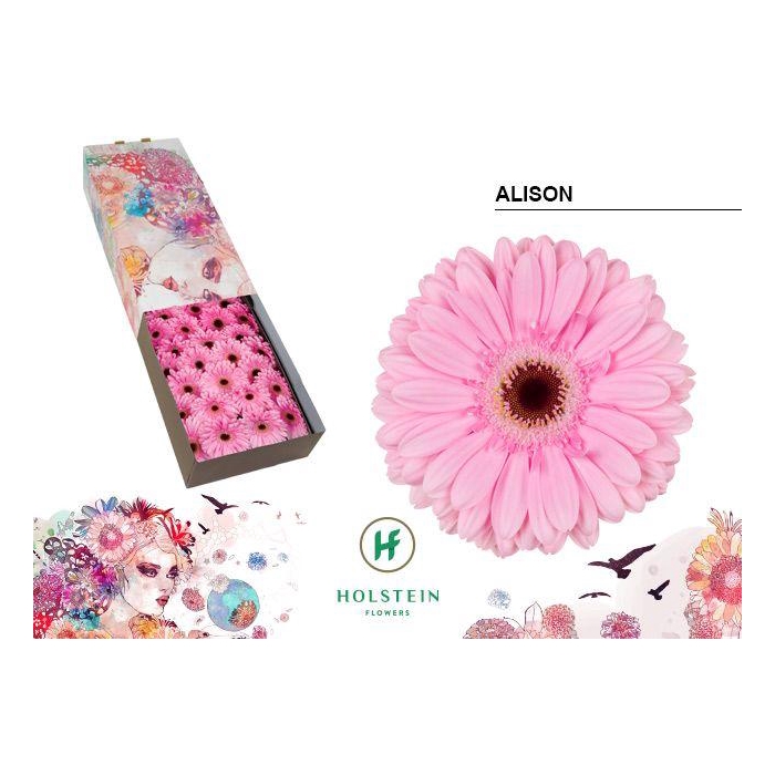 <h4>Ge Gr Alison</h4>