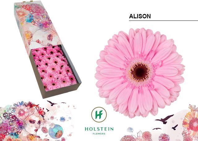 <h4>GE GR ALISON Doos x50</h4>