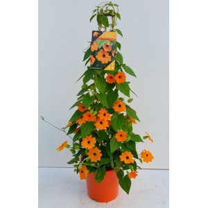Thunbergia alata 'Orange BlackEye'