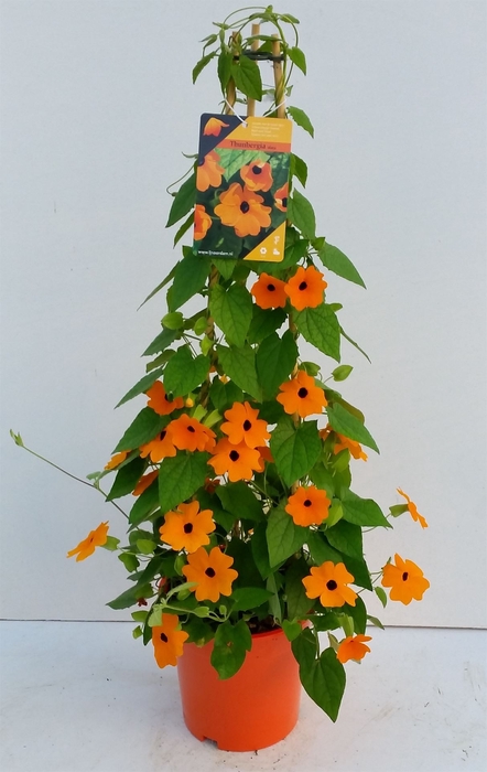 <h4>Thunbergia alata 'Orange BlackEye'</h4>