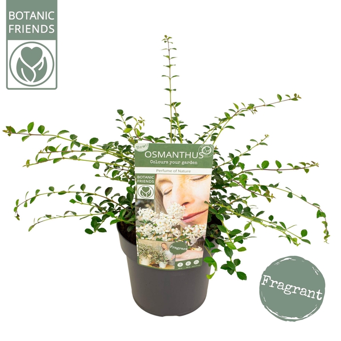 <h4>Osmanthus 'Perfume of Nature'®</h4>