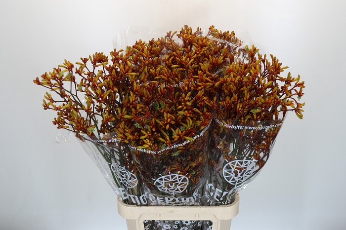 <h4>Anigozanthos Gold Fever</h4>