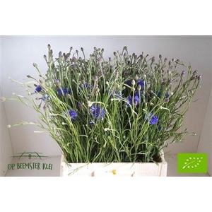 Centaurea Cyanus Blue