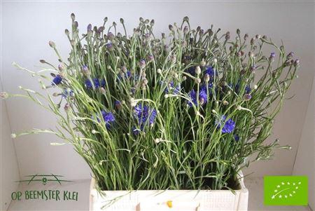 <h4>Centaurea Cyanus Blue</h4>