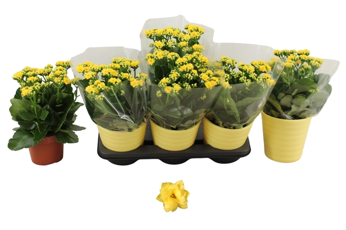 <h4>KAL GE AMARILLO YELL</h4>