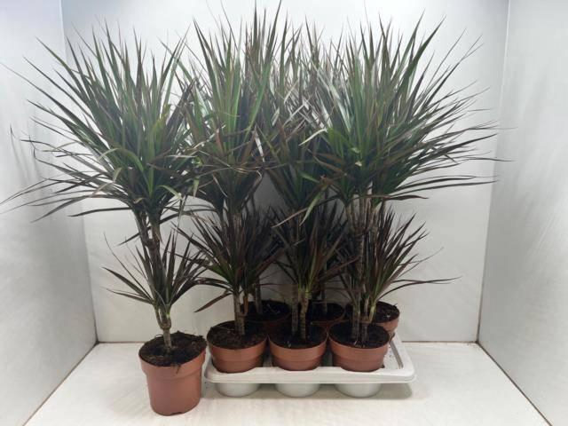 <h4>DRA MARG MAGENTA</h4>