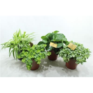 15CM DIV SMIT MIX