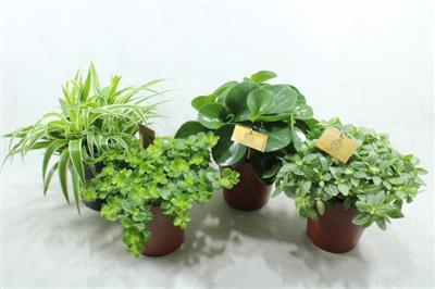 <h4>15CM DIV SMIT MIX</h4>