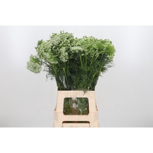 Ammi Visnaga