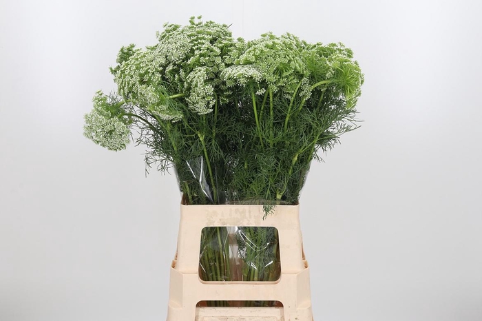 <h4>Ammi Visnaga</h4>