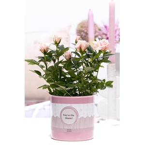Rosa light pink in P&P cadeau concept: YOU'RE THE BLOOM!