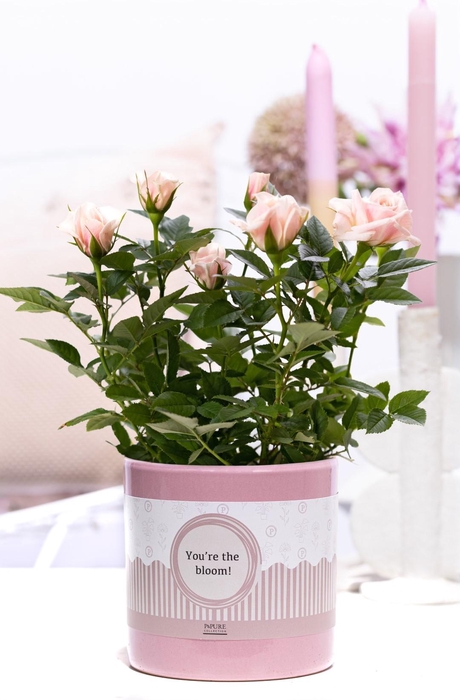 <h4>Rosa light pink in P&P cadeau concept: YOU'RE THE BLOOM!</h4>