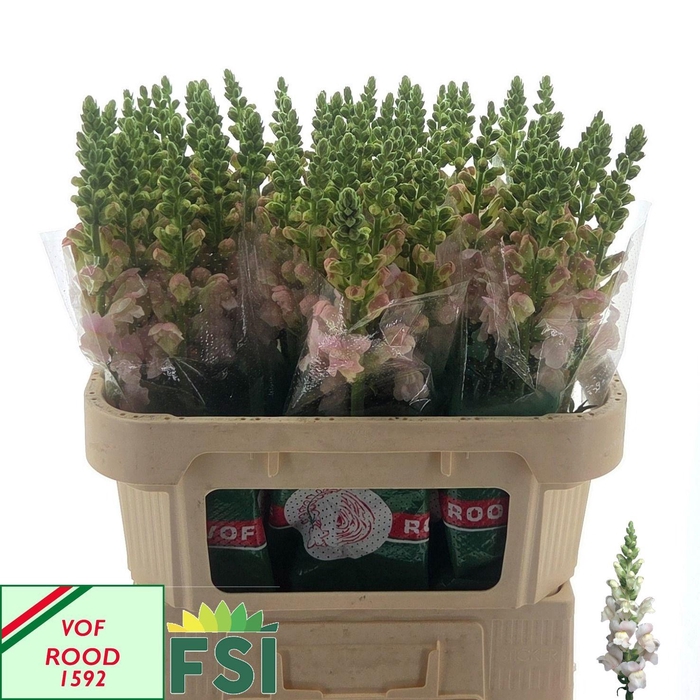 <h4>ANTIR COSTA SILVER</h4>