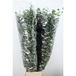 EUC CINEREA XL PER STEM