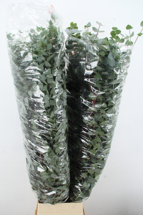 <h4>EUC CINEREA XL PER STEM</h4>
