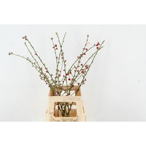 PRUNUS MELRED VERTAKT 080CM