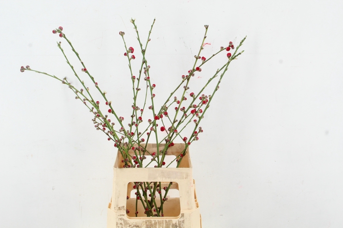 <h4>PRUNUS MELRED VERTAKT 080CM</h4>