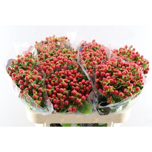 Hypericum Tomato Flair (rood)