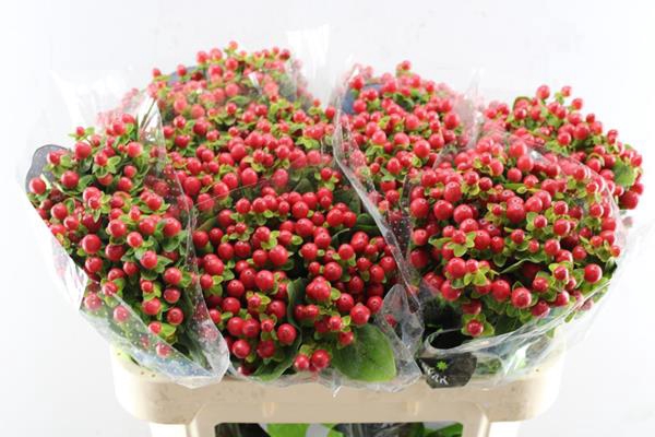 <h4>Hypericum Tomato Flair (rood)</h4>