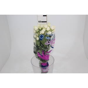 ROSA SPRAY WHITE ROSEVER 060 CM