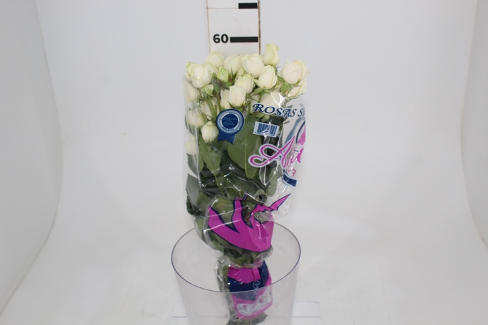 <h4>ROSA SPRAY WHITE ROSEVER 060 CM</h4>