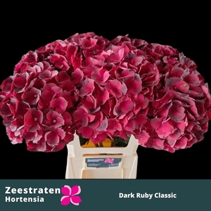 HYDR M MAG D RUBY CL