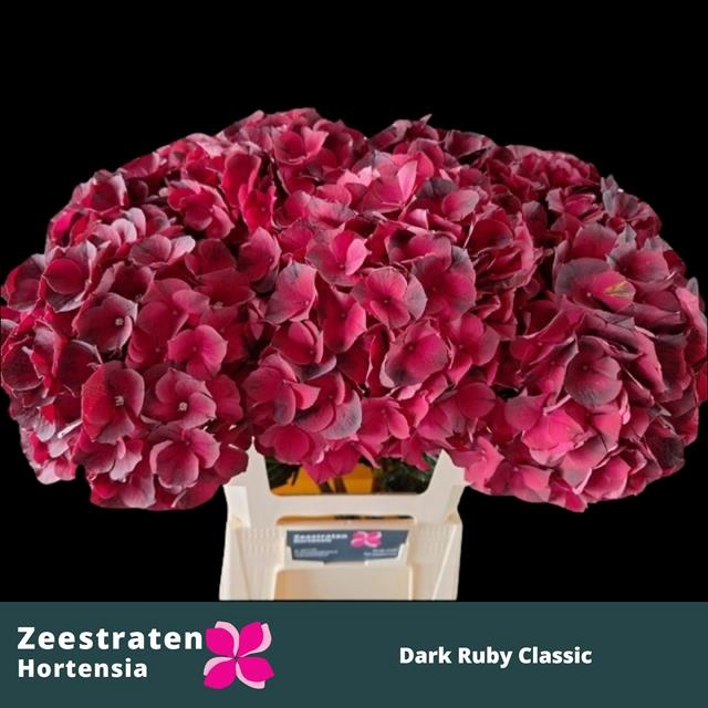 <h4>HYDR M MAG D RUBY CL</h4>