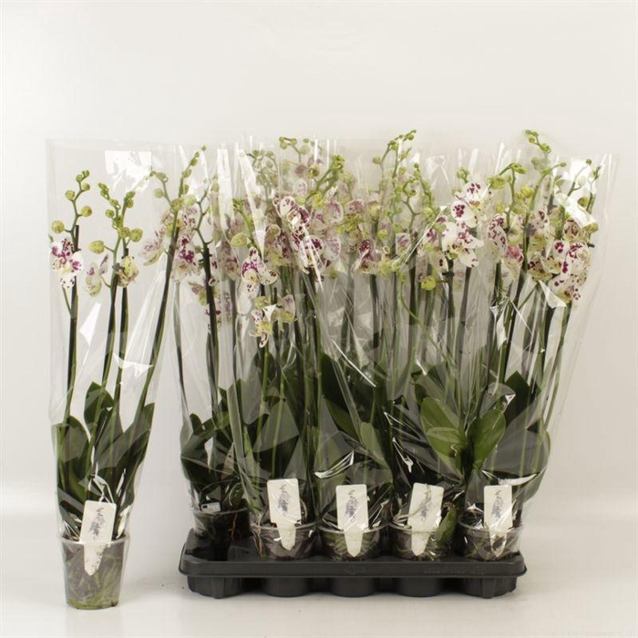 <h4>PHAL AN MARRAKESH</h4>