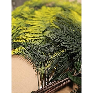 GESTABILISEERD VAREN GROENGEEL