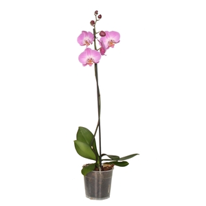 Phal Roze 1T9+