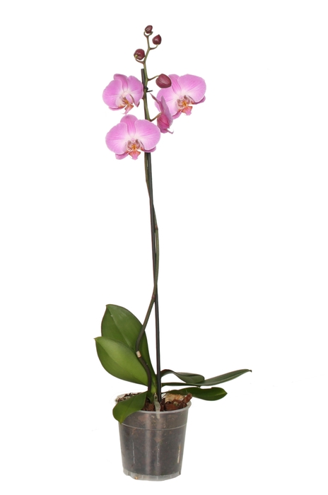 <h4>Phal Roze 1T9+</h4>