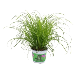 Cyperus Zumula