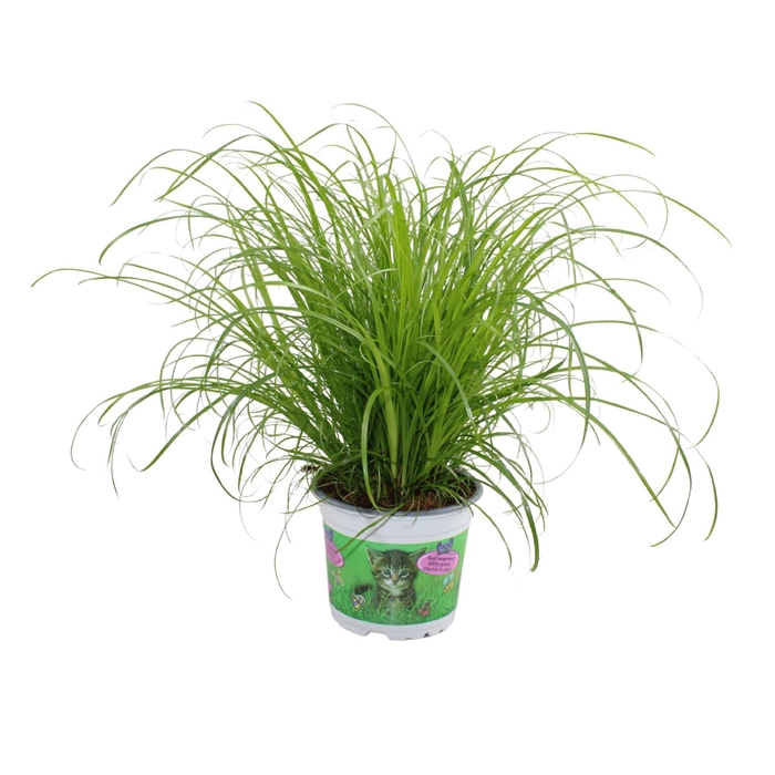 <h4>Cyperus Zumula</h4>
