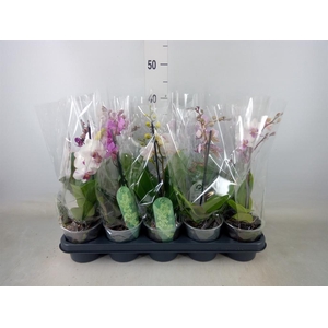 Phalaenopsis multi.   ...mix  3
