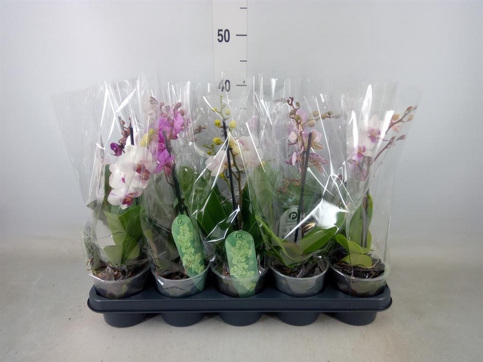 <h4>Phalaenopsis multi.   ...mix  3</h4>