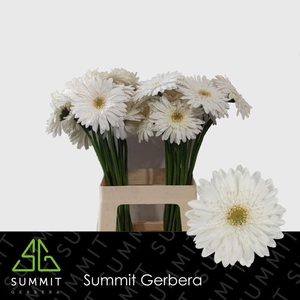 Gerbera Swanlake Water x40 Lang
