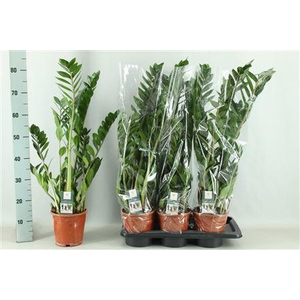 Zamio Zamiifolia