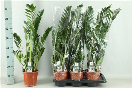 <h4>Zamio Zamiifolia</h4>