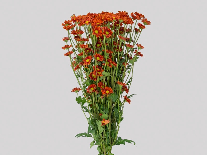 CRISANTEMO SANTINI REFURY 080 CM