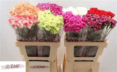 <h4>Di St Gem In Fust</h4>