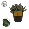 Kalanchoe humilis Surprising Desert
