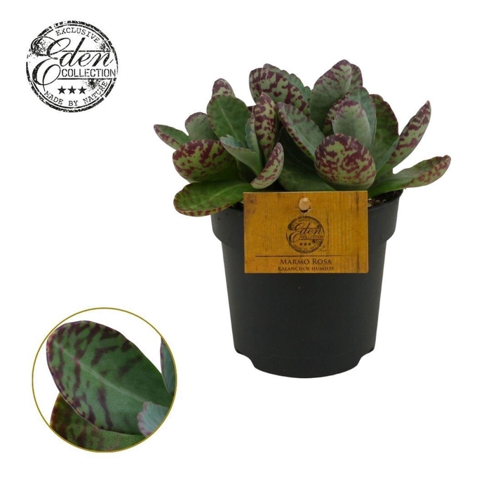 Kalanchoe humilis Surprising Desert