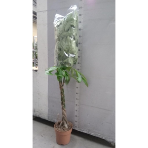 Pachira aquatica