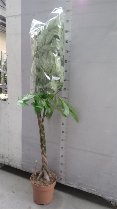 <h4>Pachira aquatica</h4>