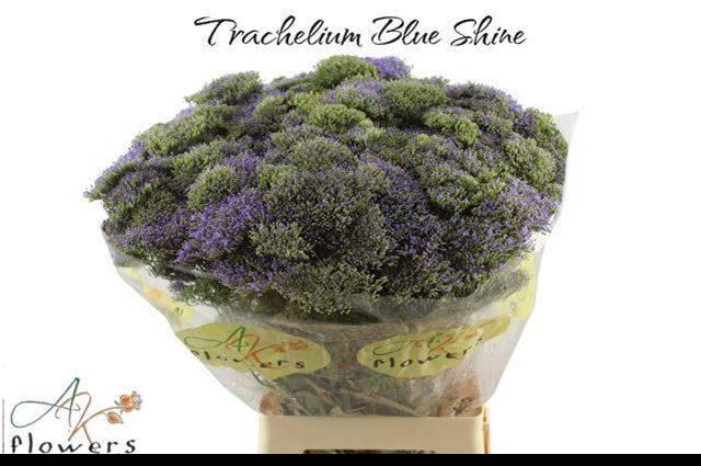 <h4>TRACH BLUE SHINE</h4>