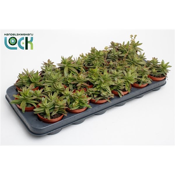 <h4>Crassula Falcata</h4>